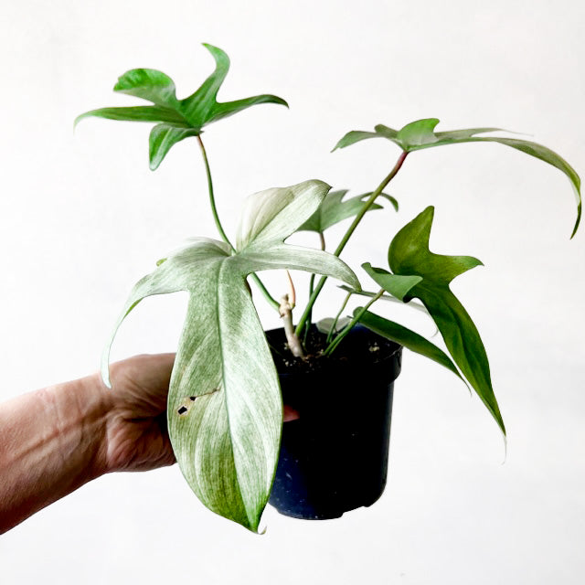 Philodendron Florida Ghost /Lorenzo