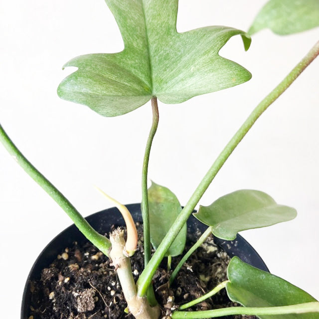 Philodendron Florida Ghost /Lorenzo