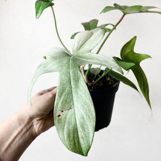 Philodendron Florida Ghost /Lorenzo