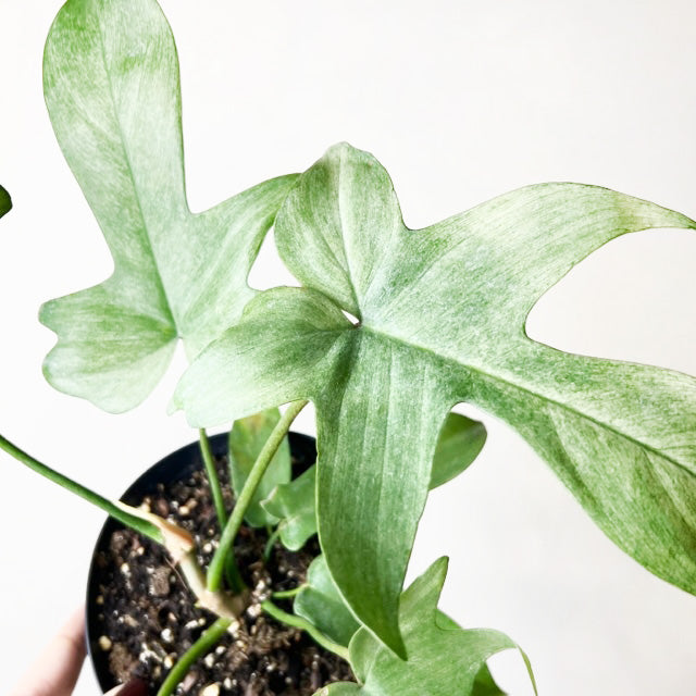 Philodendron Florida Ghost /Lorenzo
