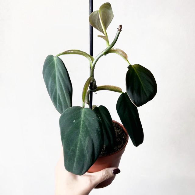 Philodendron Gigas /Gigi