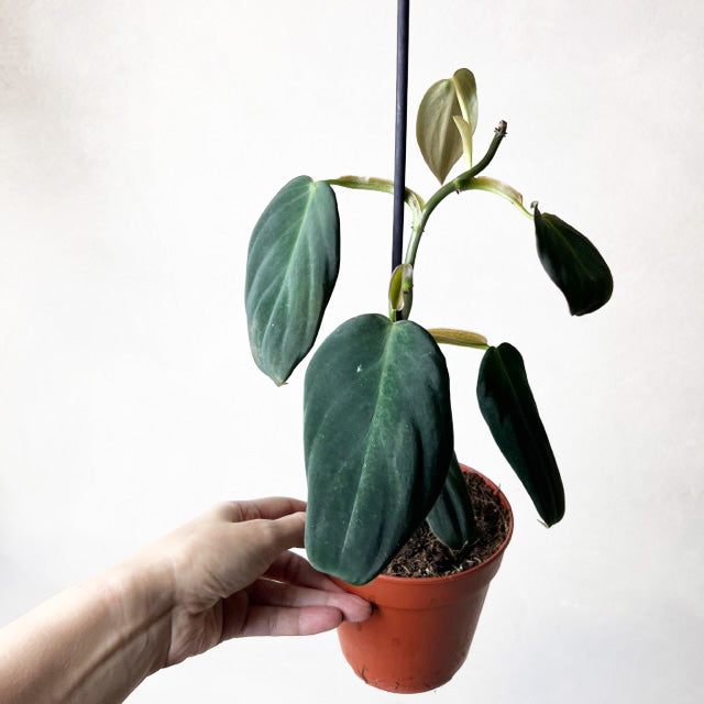 Philodendron Gigas /Gigi
