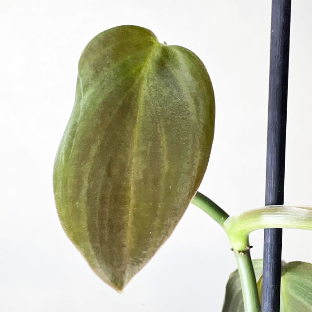 Philodendron Gigas /Gigi