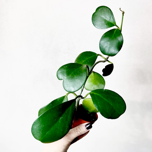 Hoya Kerrii /Carry