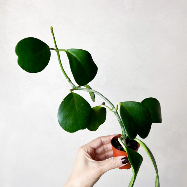 Hoya Kerrii /Carry
