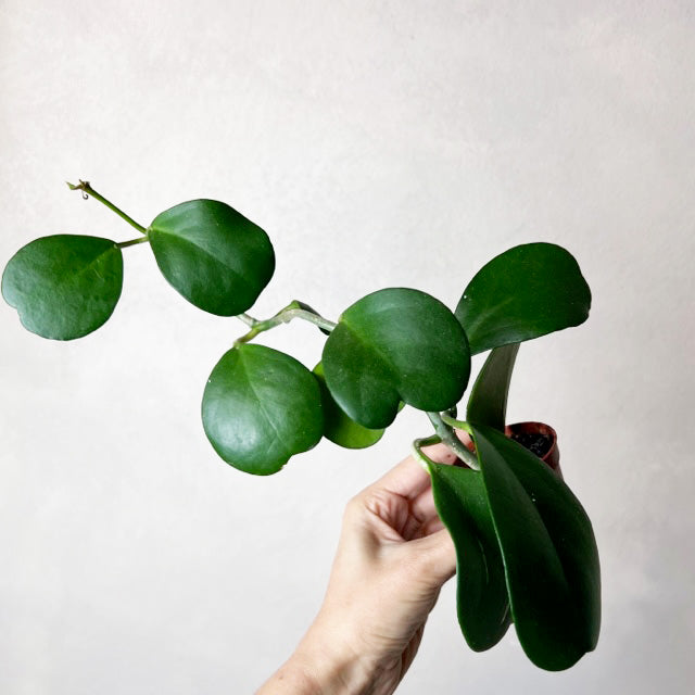 Hoya Kerrii /Carry
