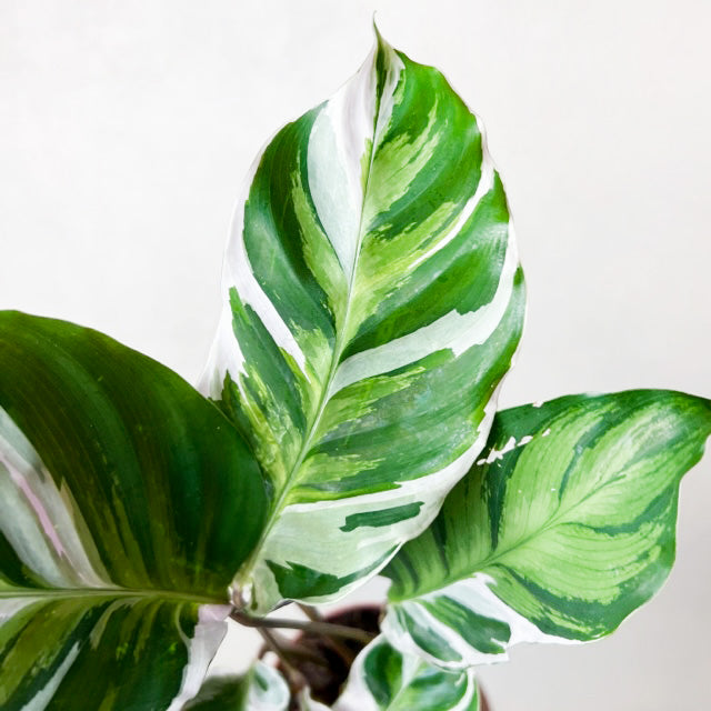 Calathea Fusion White /Tea