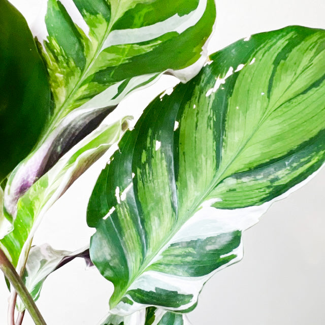 Calathea Fusion White /Tea
