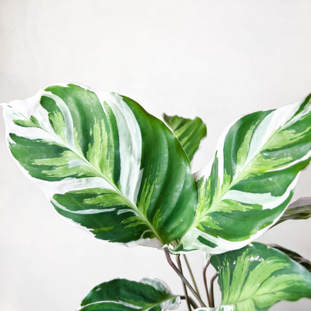 Calathea Fusion White /Tea