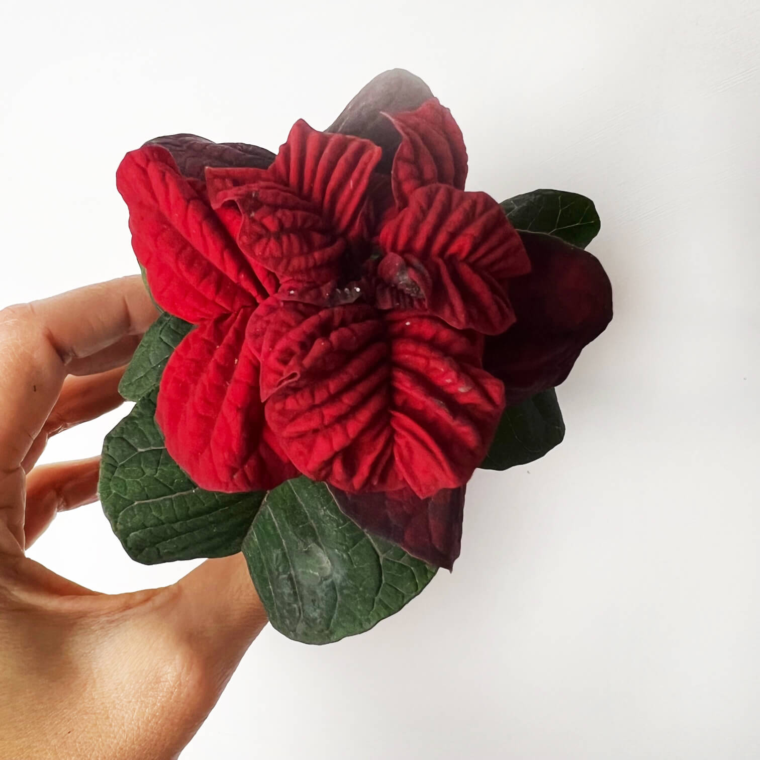 Stella di Natale/ Euphorbia pulch. Valentino Red