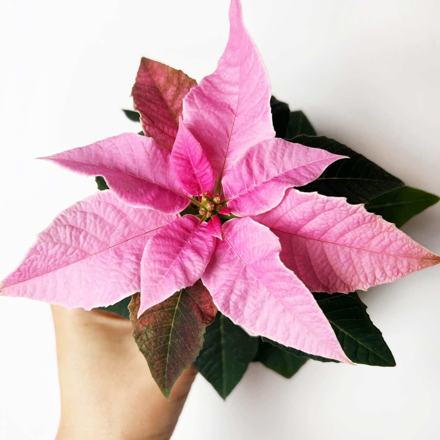 Stella di Natale/ Euphorbia pulch. Hot Pink