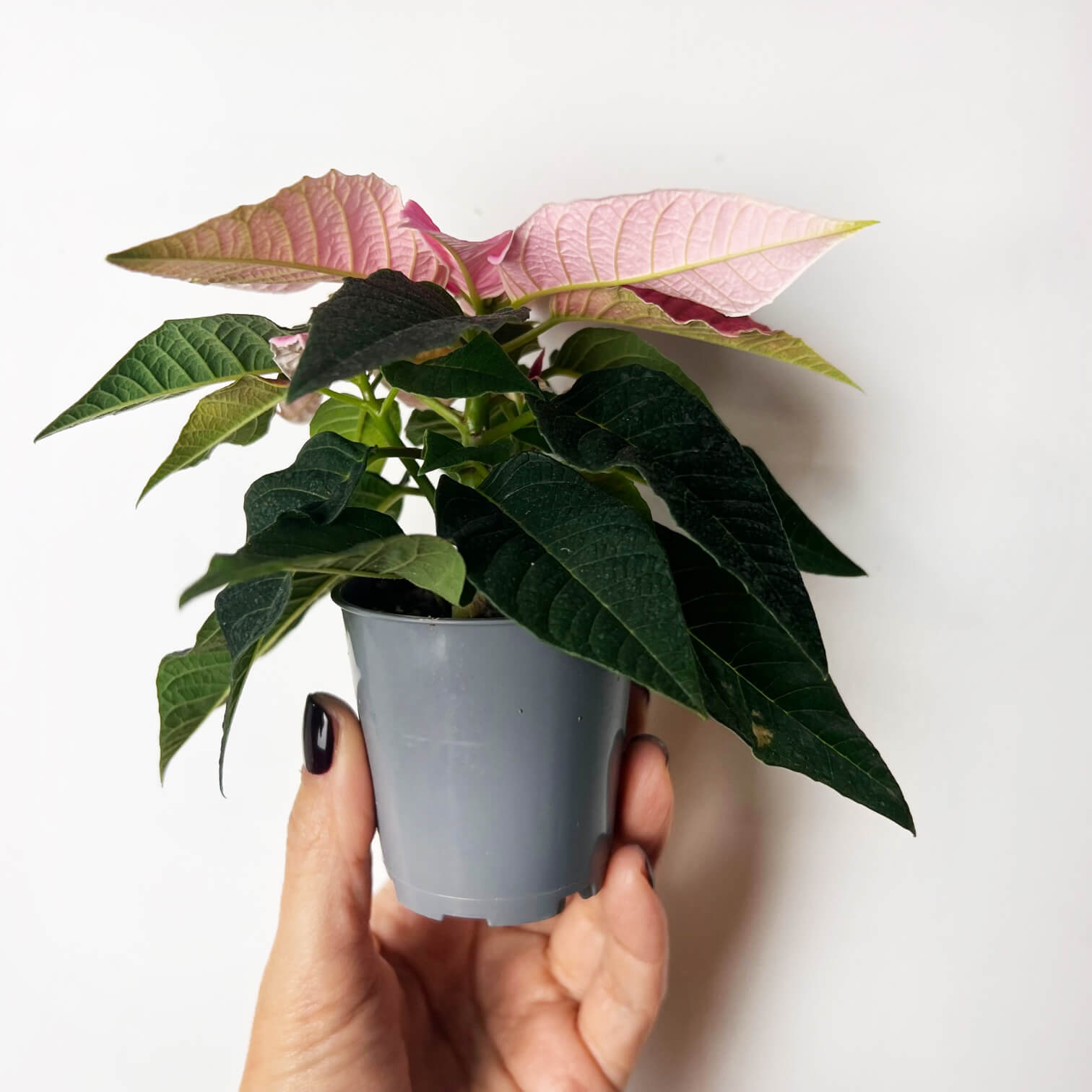 Stella di Natale/ Euphorbia pulch. Hot Pink