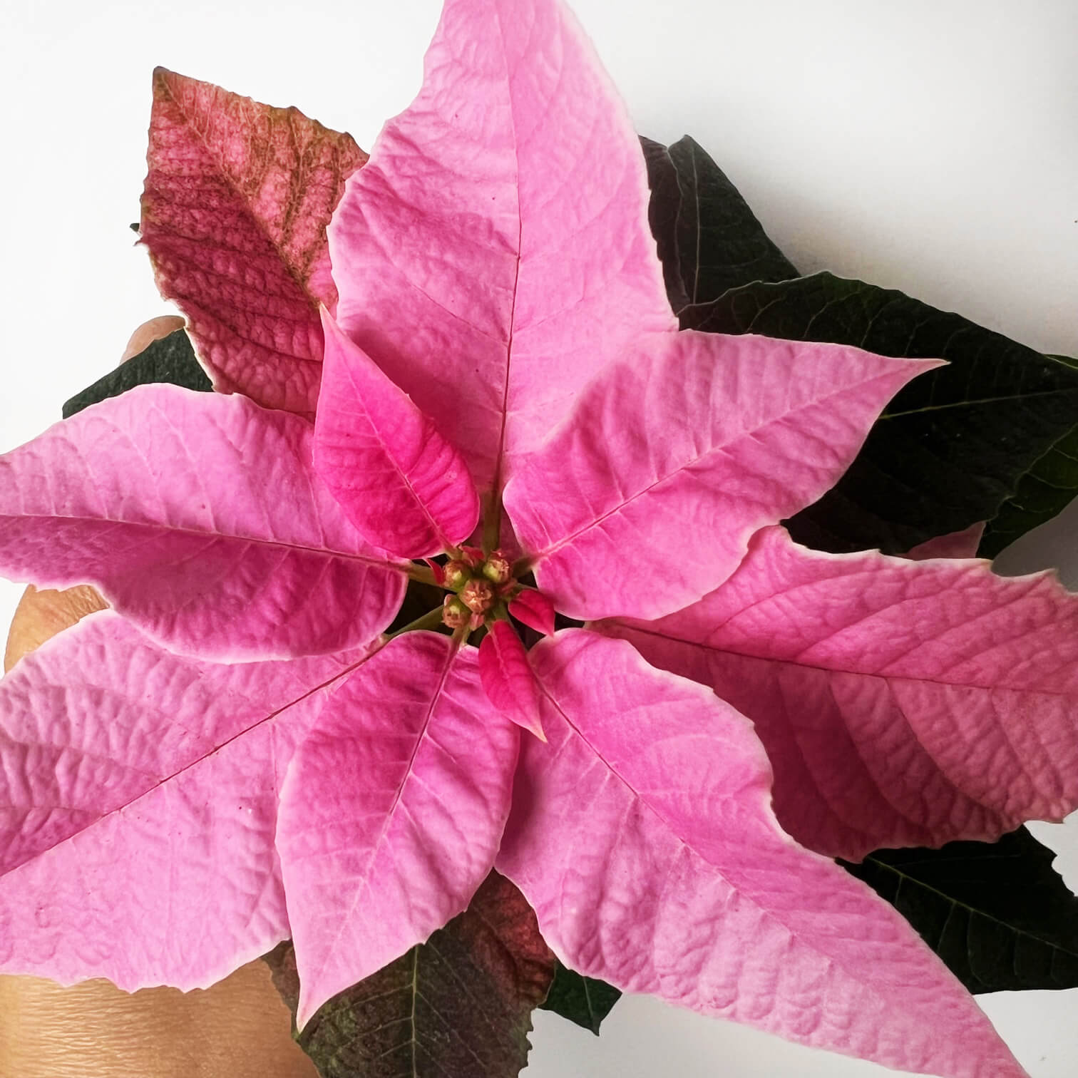 Stella di Natale/ Euphorbia pulch. Hot Pink