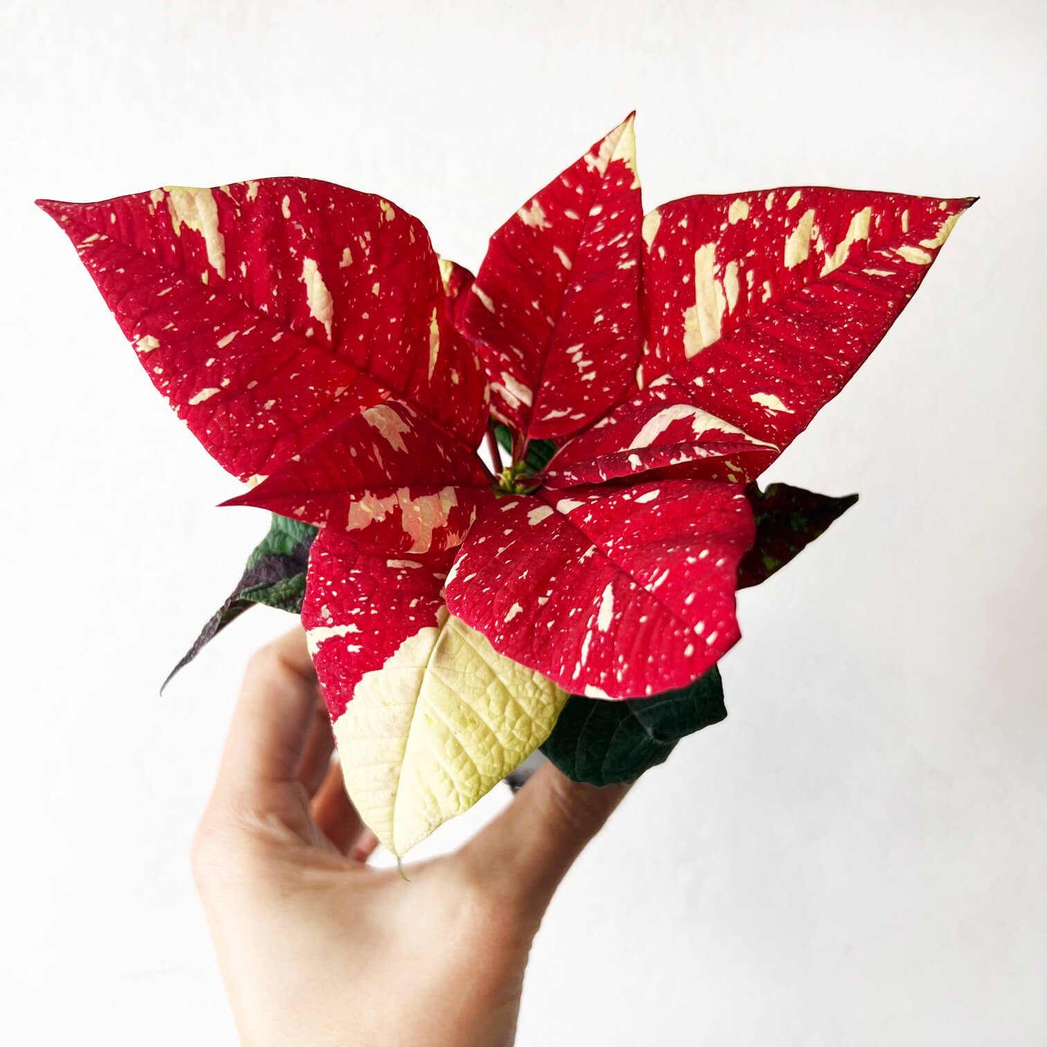 Stella di Natale/ Euphorbia pulch. Primero Glitter