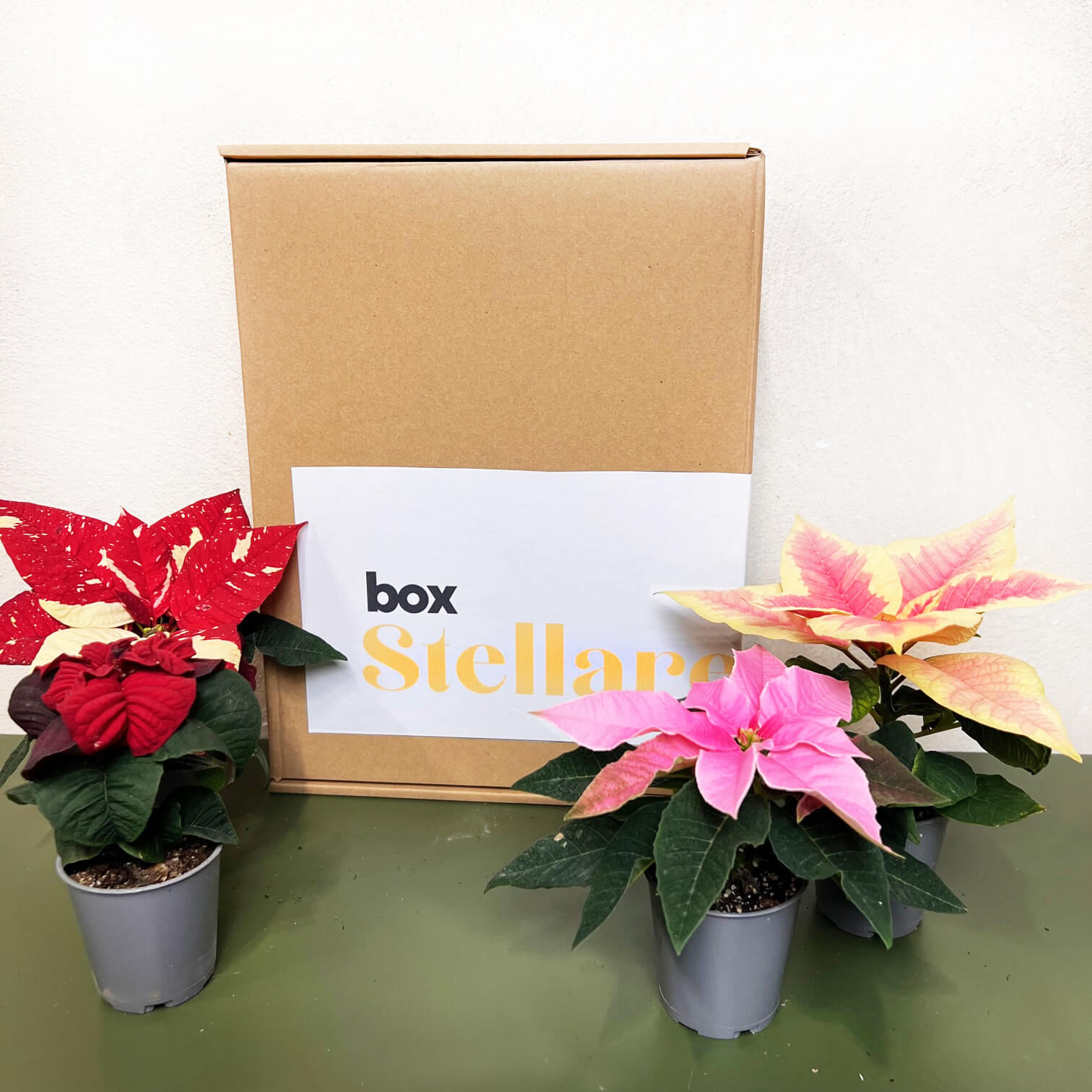 BOX STELLARE