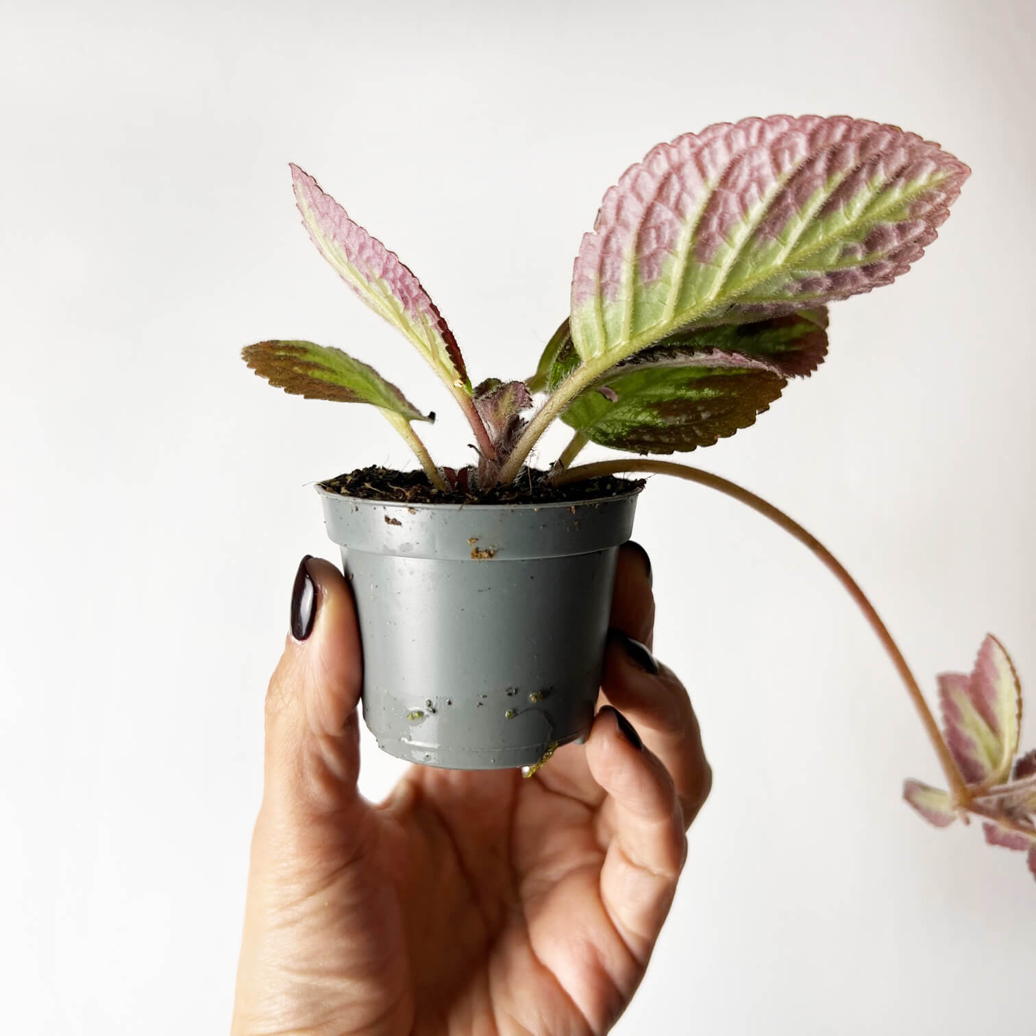 Episcia Silver Shields
