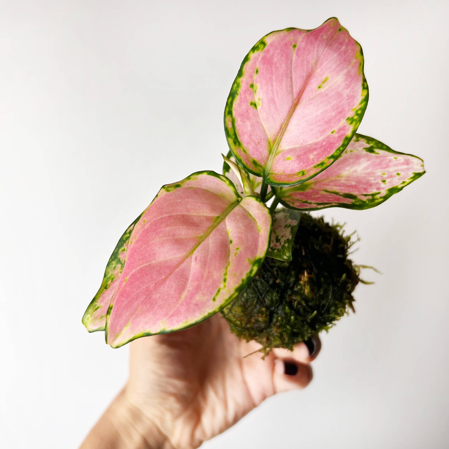 aglaonema rosa cura KOKE/baby Aglaonema Red Zirkon