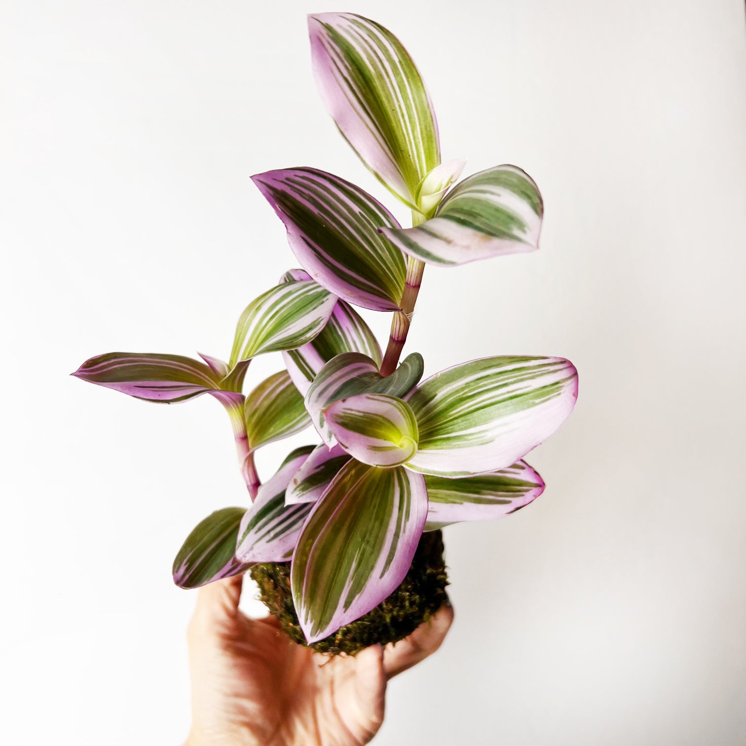KOKE/Tradescantia Nanouk