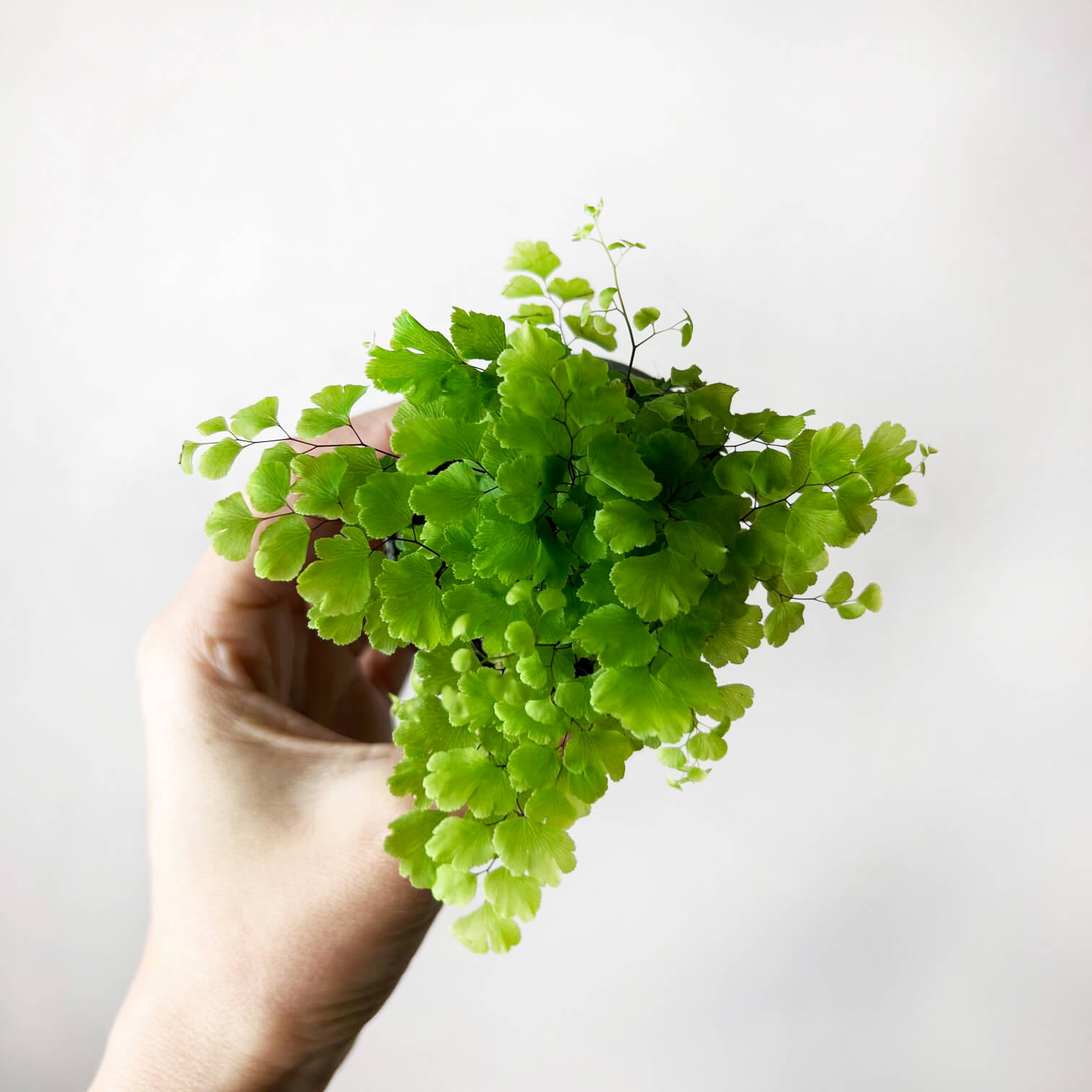 Adiantum Raddianum (Capelvenere)