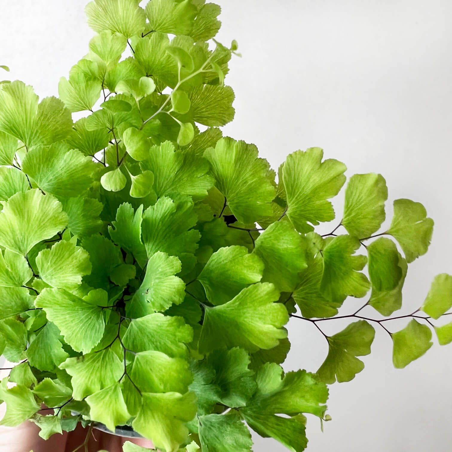 Adiantum Raddianum (Capelvenere)