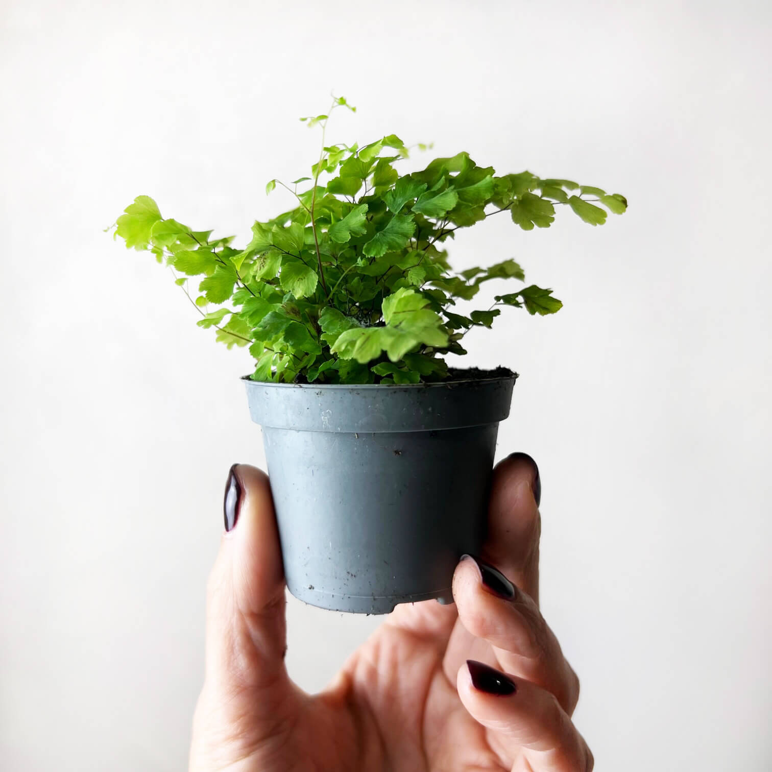 Adiantum Raddianum (Capelvenere)