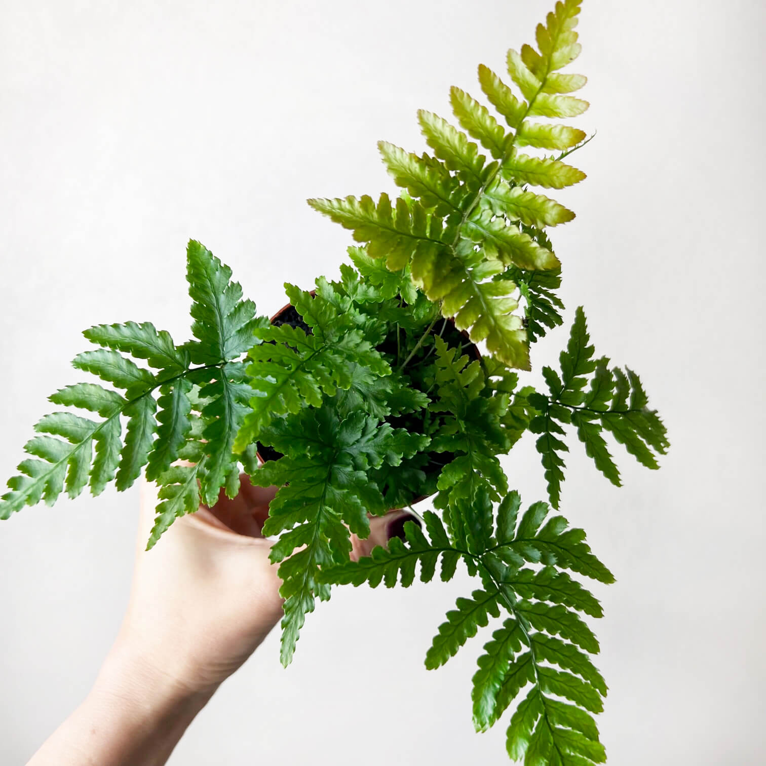 mini Dryopteris Erythrosora