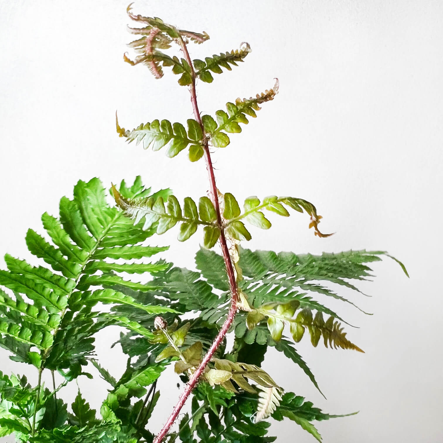 Dryopteris Erythrosora