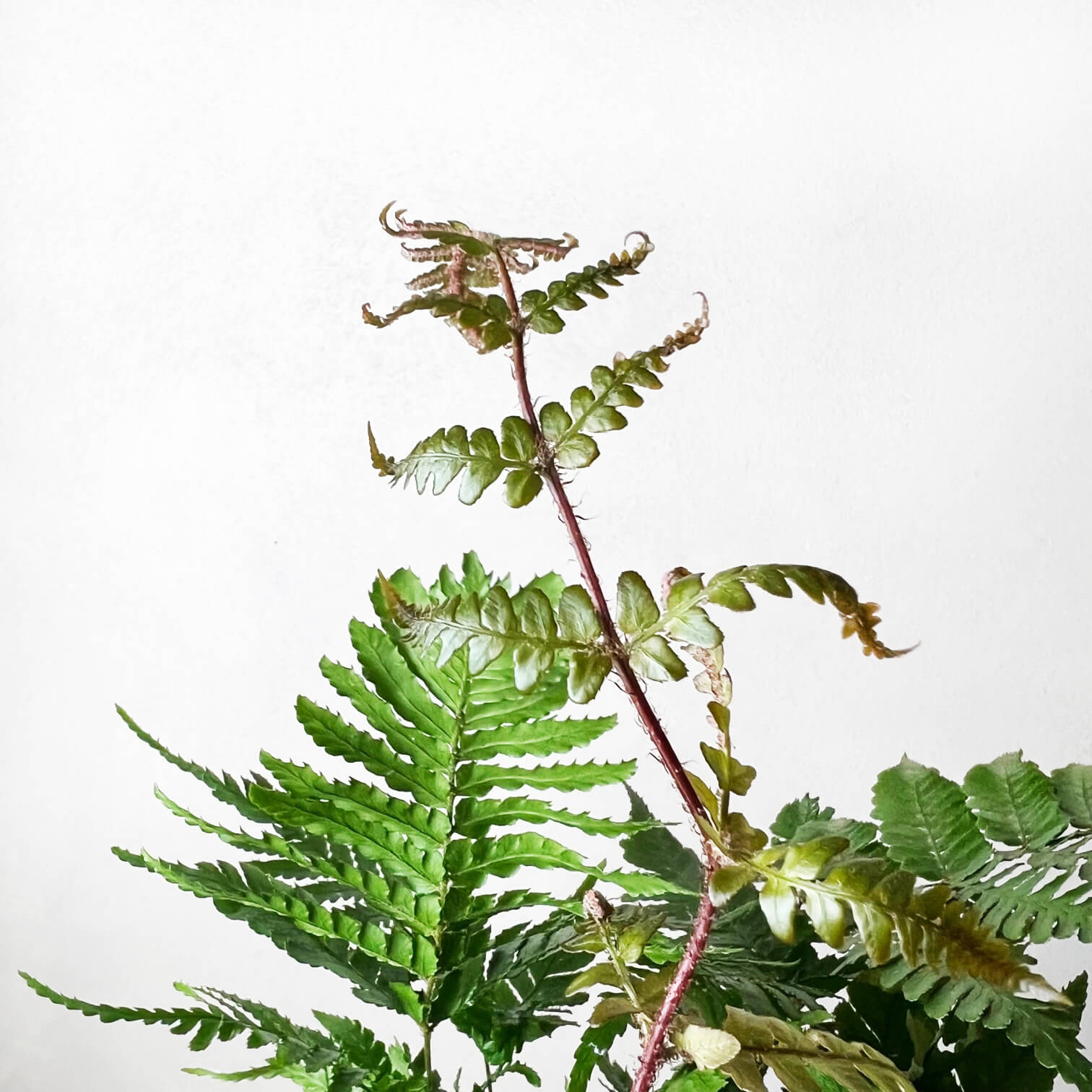 Dryopteris Erythrosora