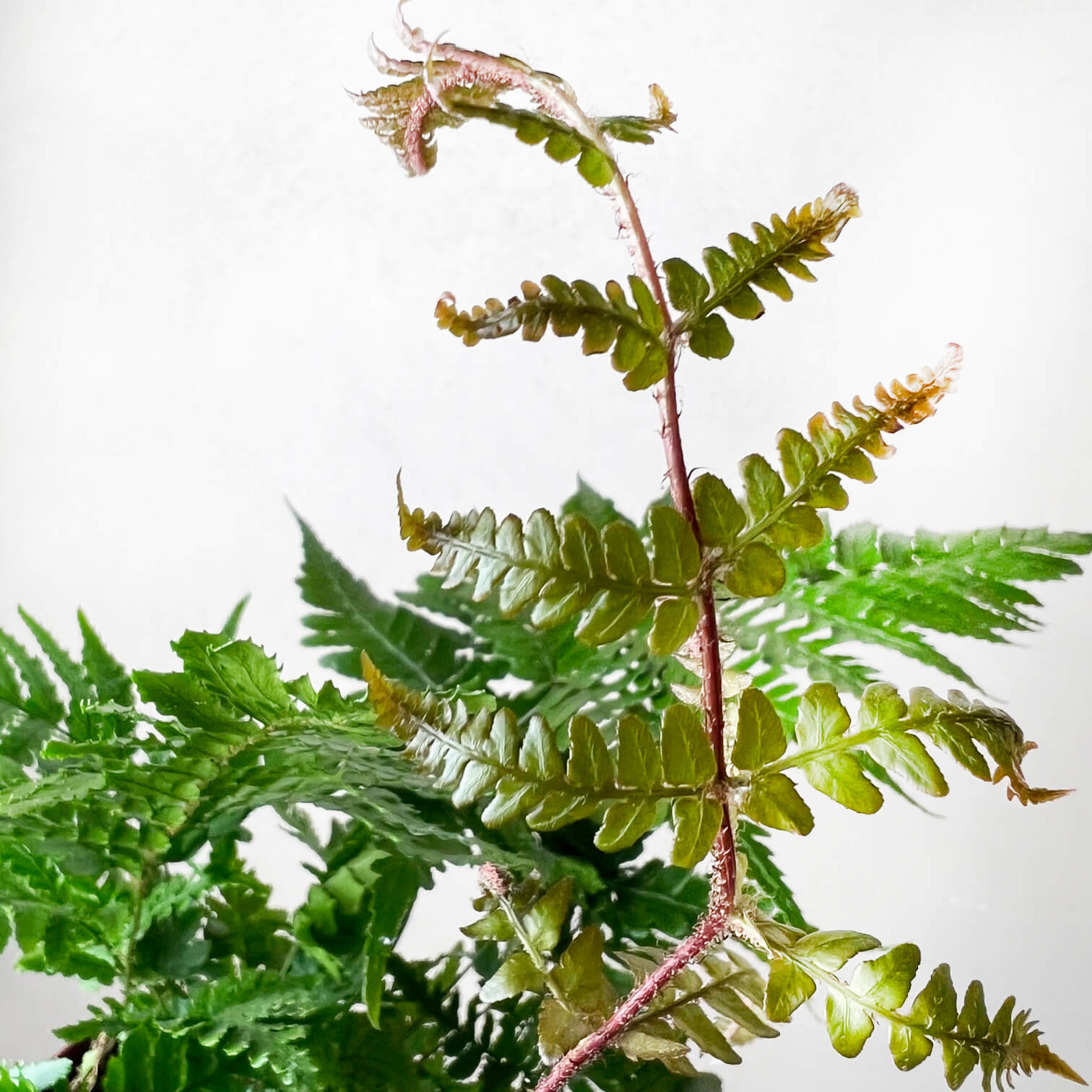 Dryopteris Erythrosora