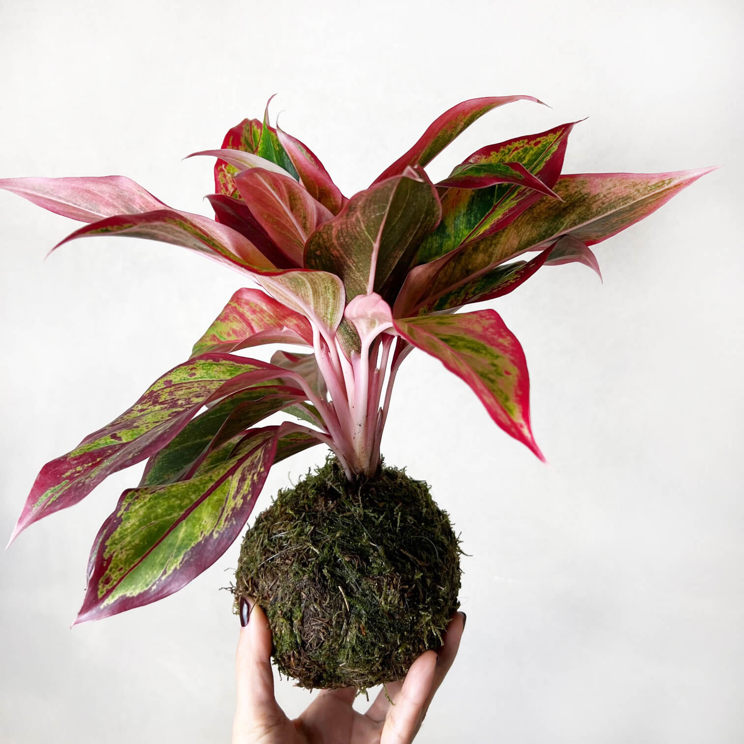 KOKE KIT /kit per Kokedama M