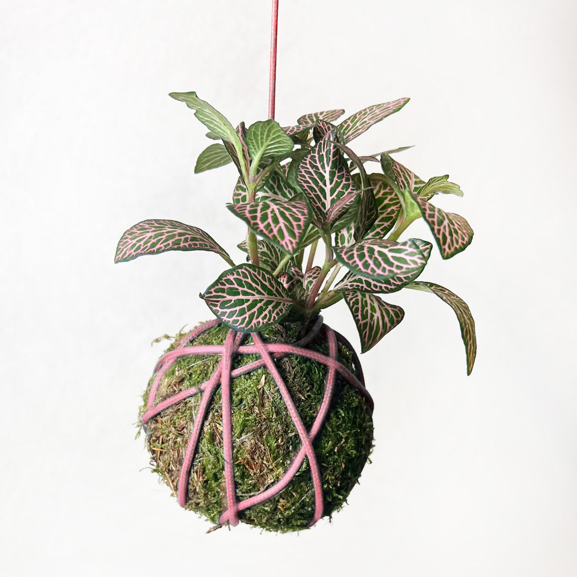 Cordino cerato x Kokedama