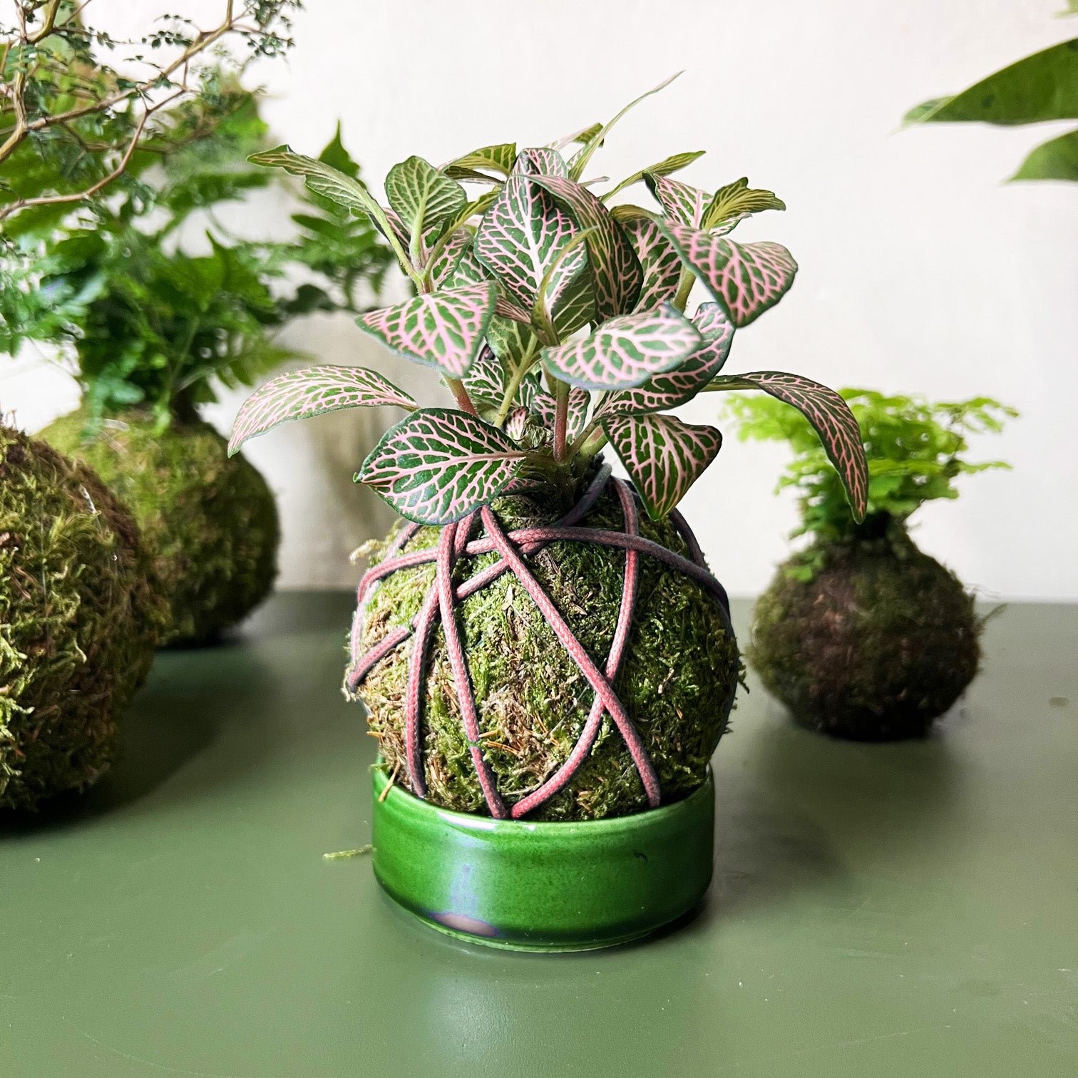 Cordino cerato x Kokedama