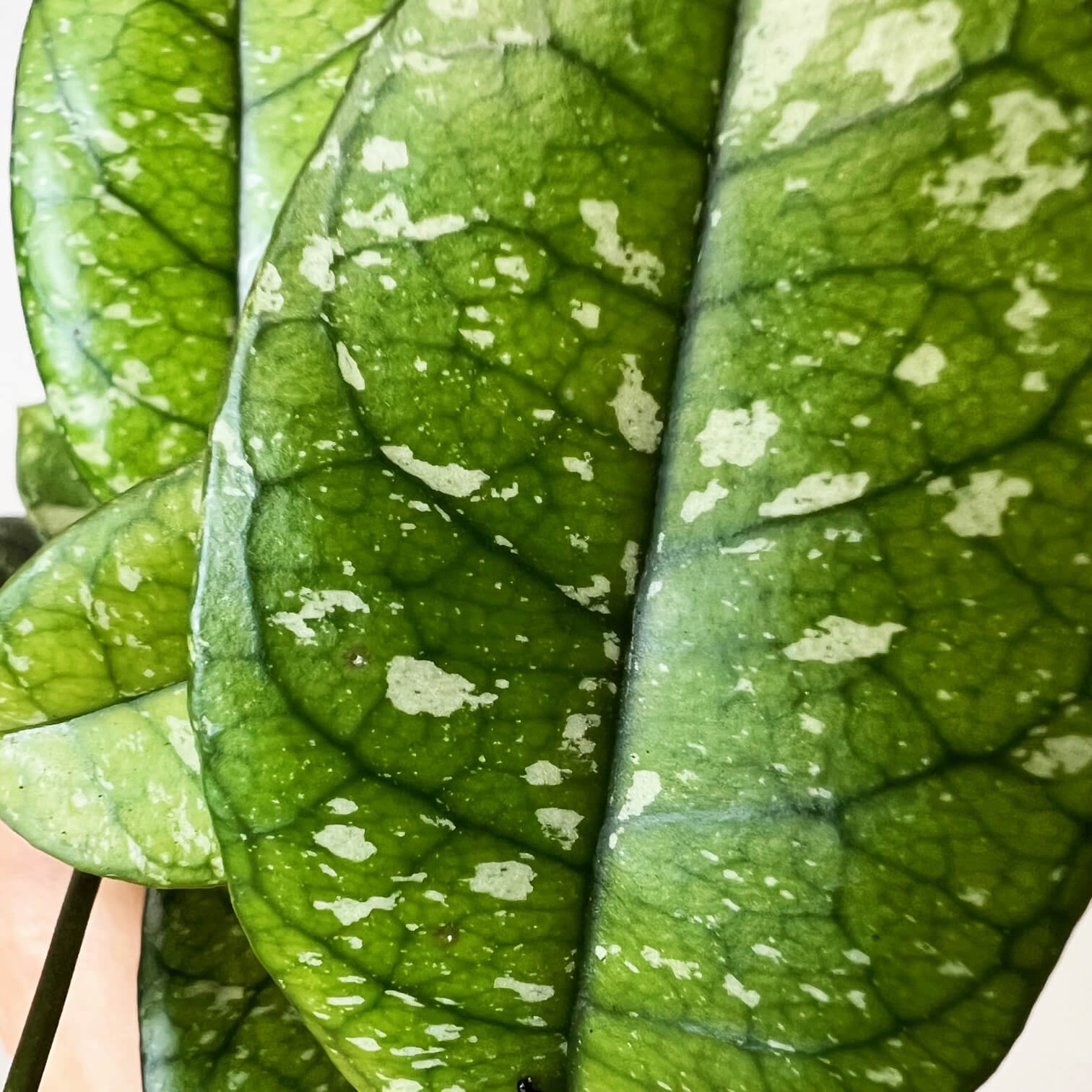 Hoya Crassipetiolata