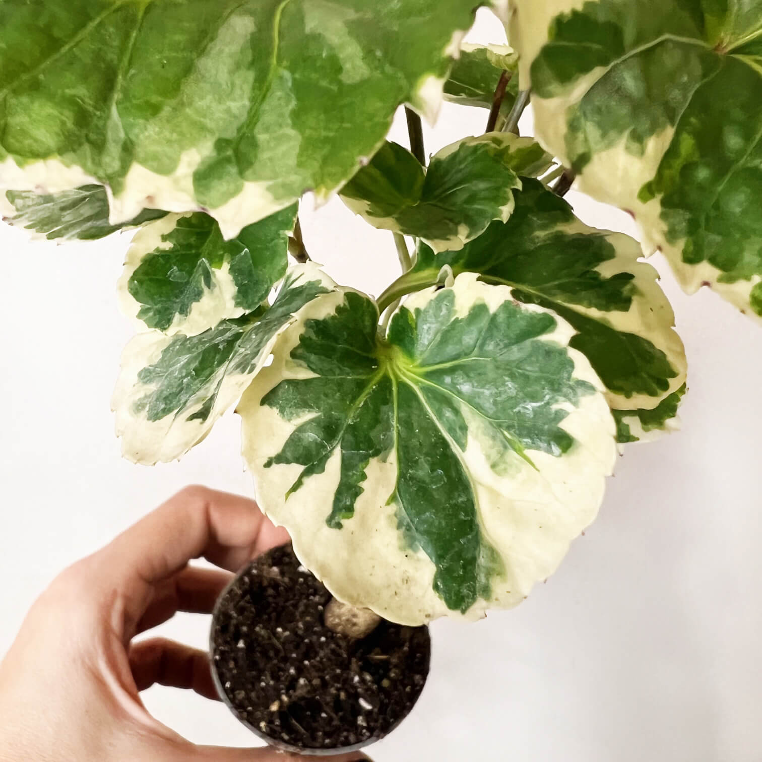 Mini Polyscias Balfouriana