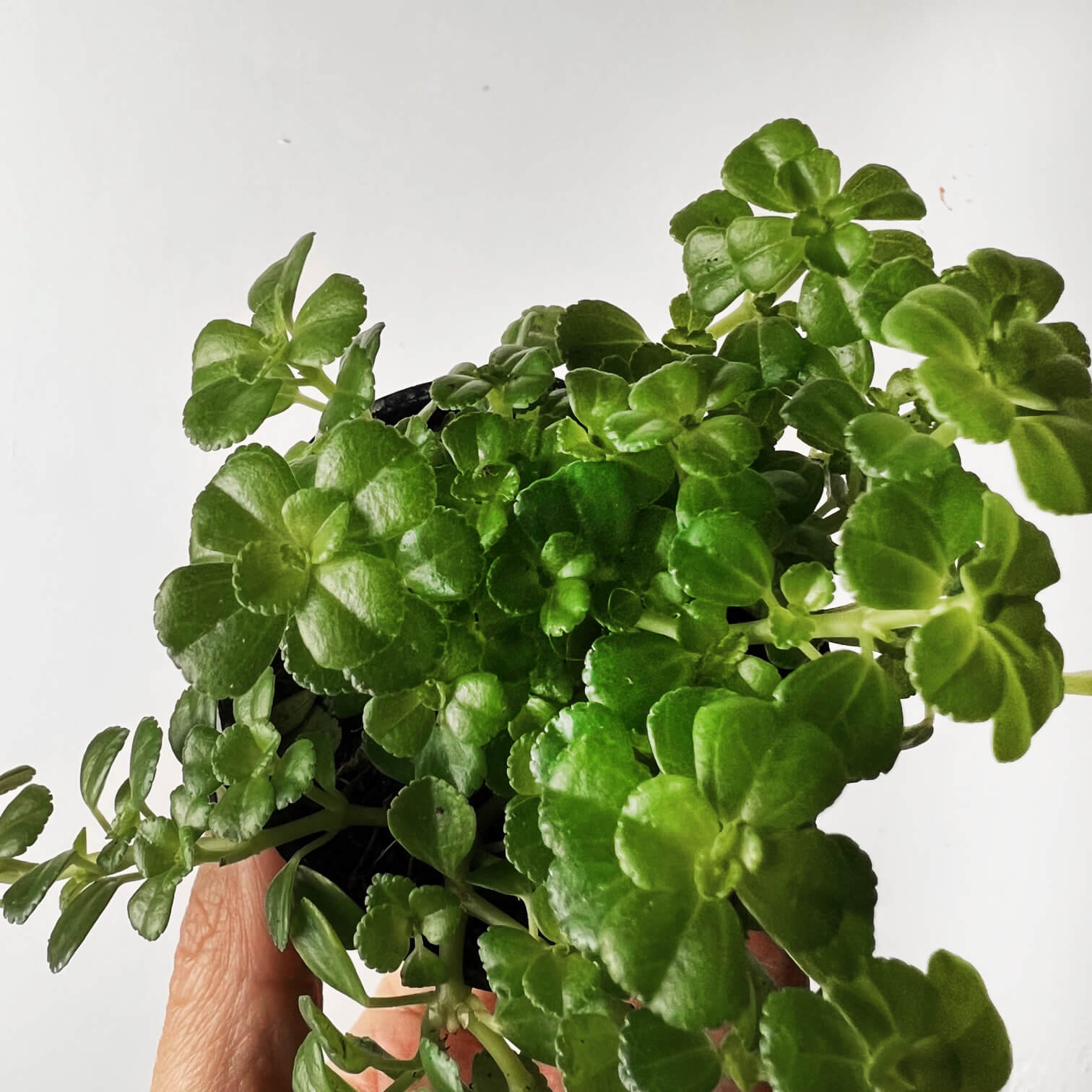 baby Pilea depressa Sao Paulo