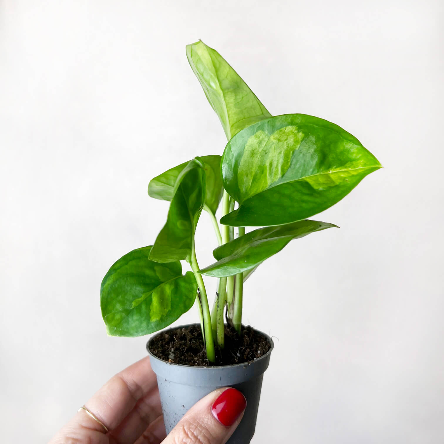 baby Epipremnum Aureum Global Green