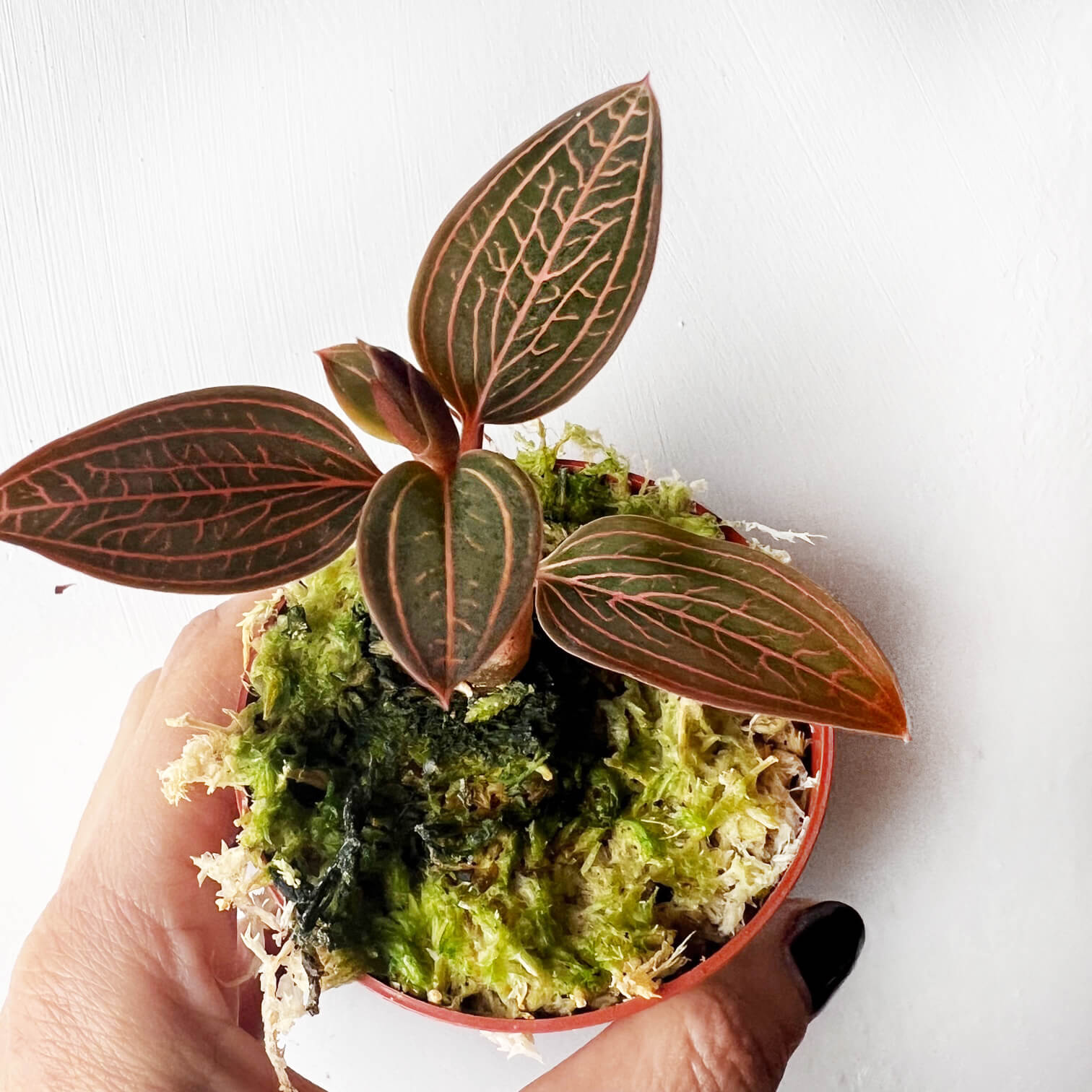 Ludisia Discolor Spiderman