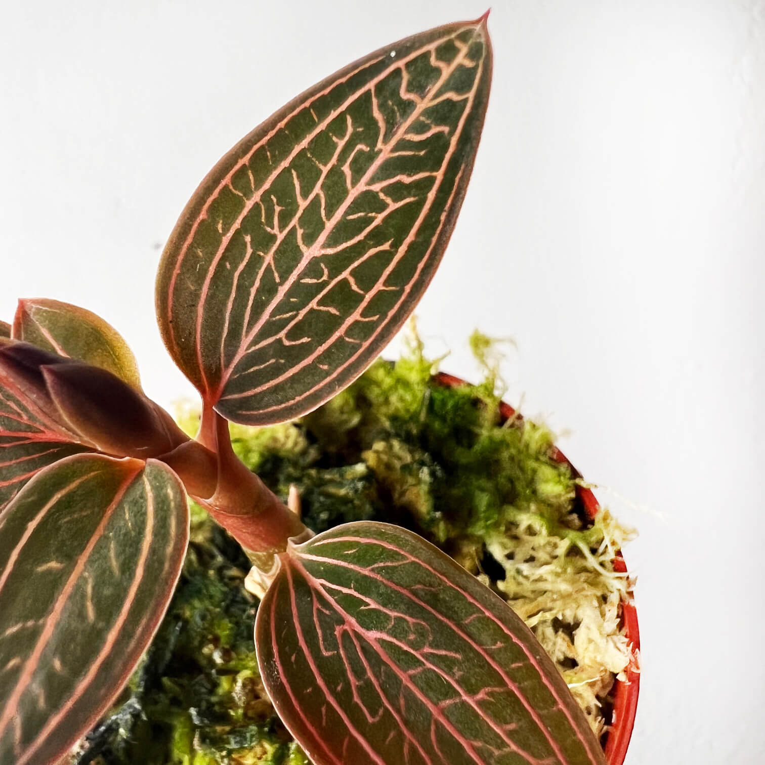 Ludisia Discolor Spiderman