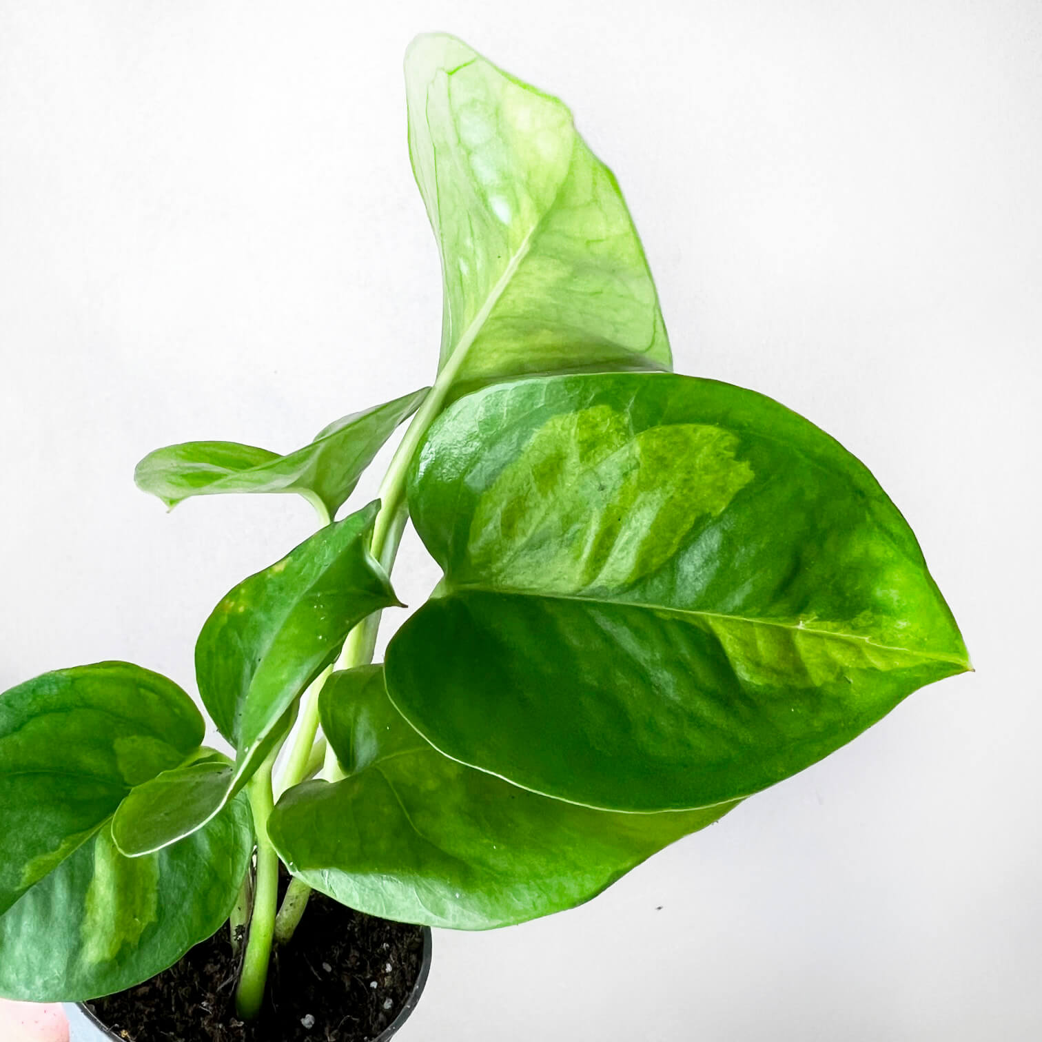 baby Epipremnum Aureum Global Green
