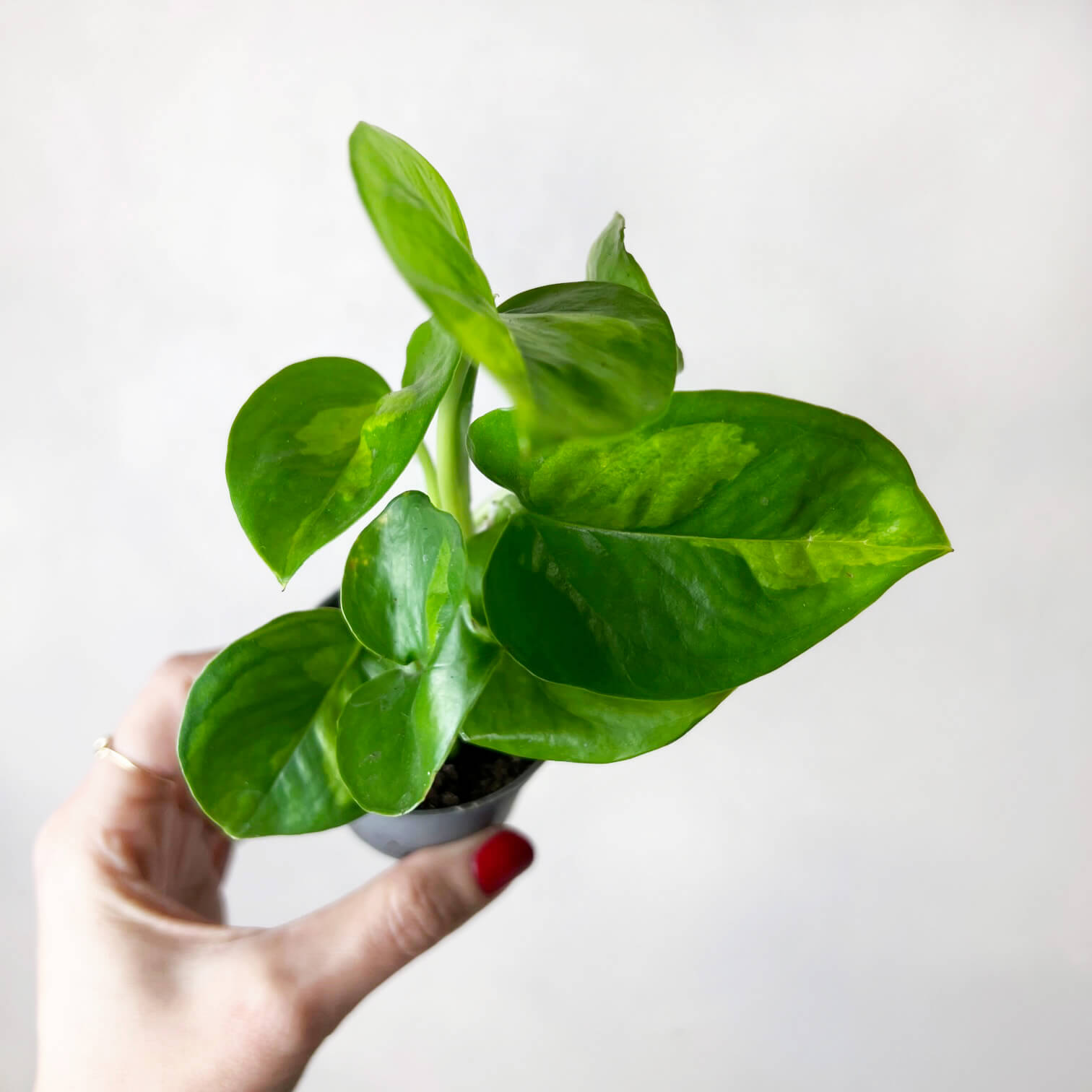 baby Epipremnum Aureum Global Green