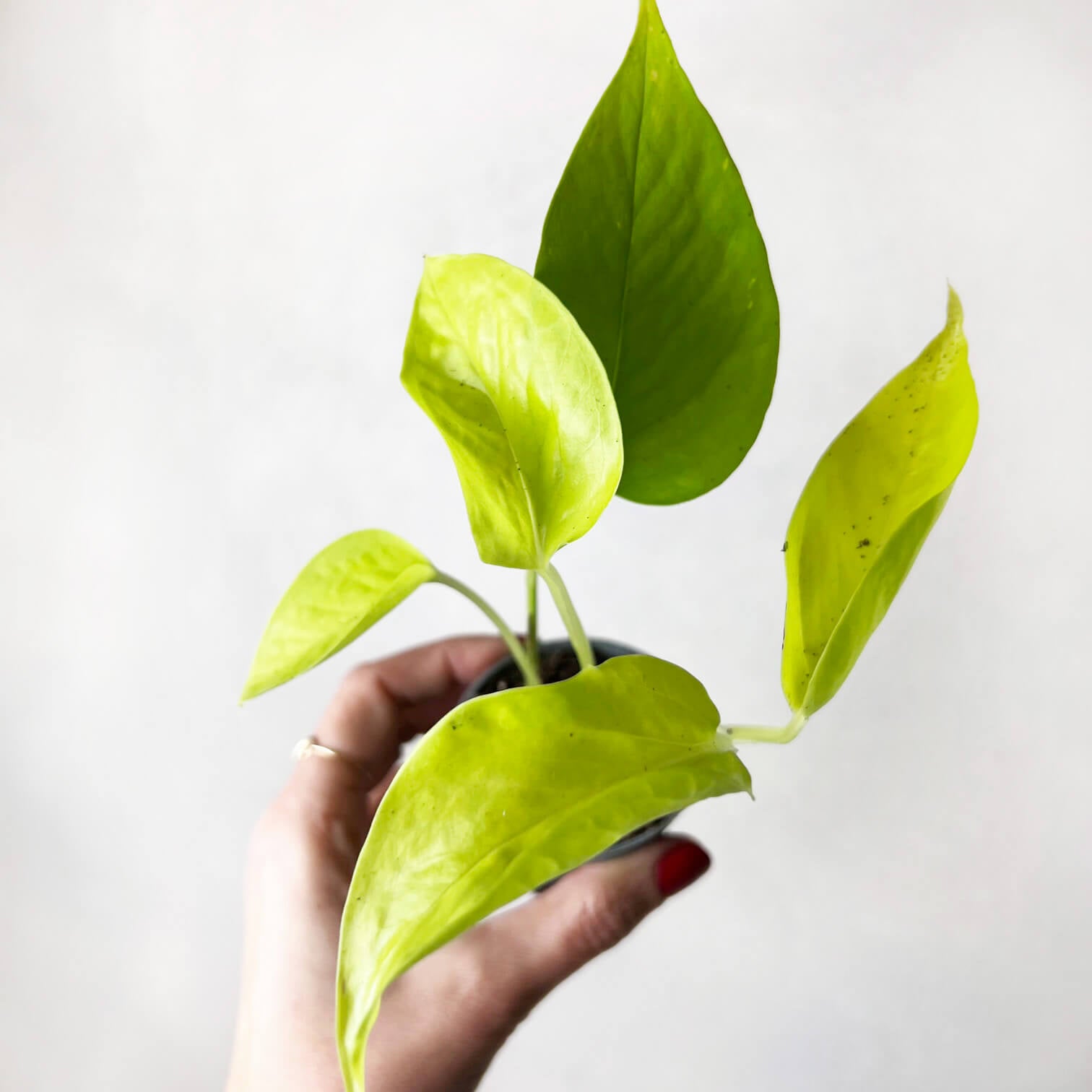 baby Epipremnum Aureum 'Neon'