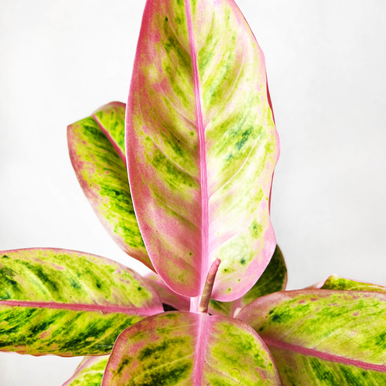 Aglaonema Salmon Fantasy