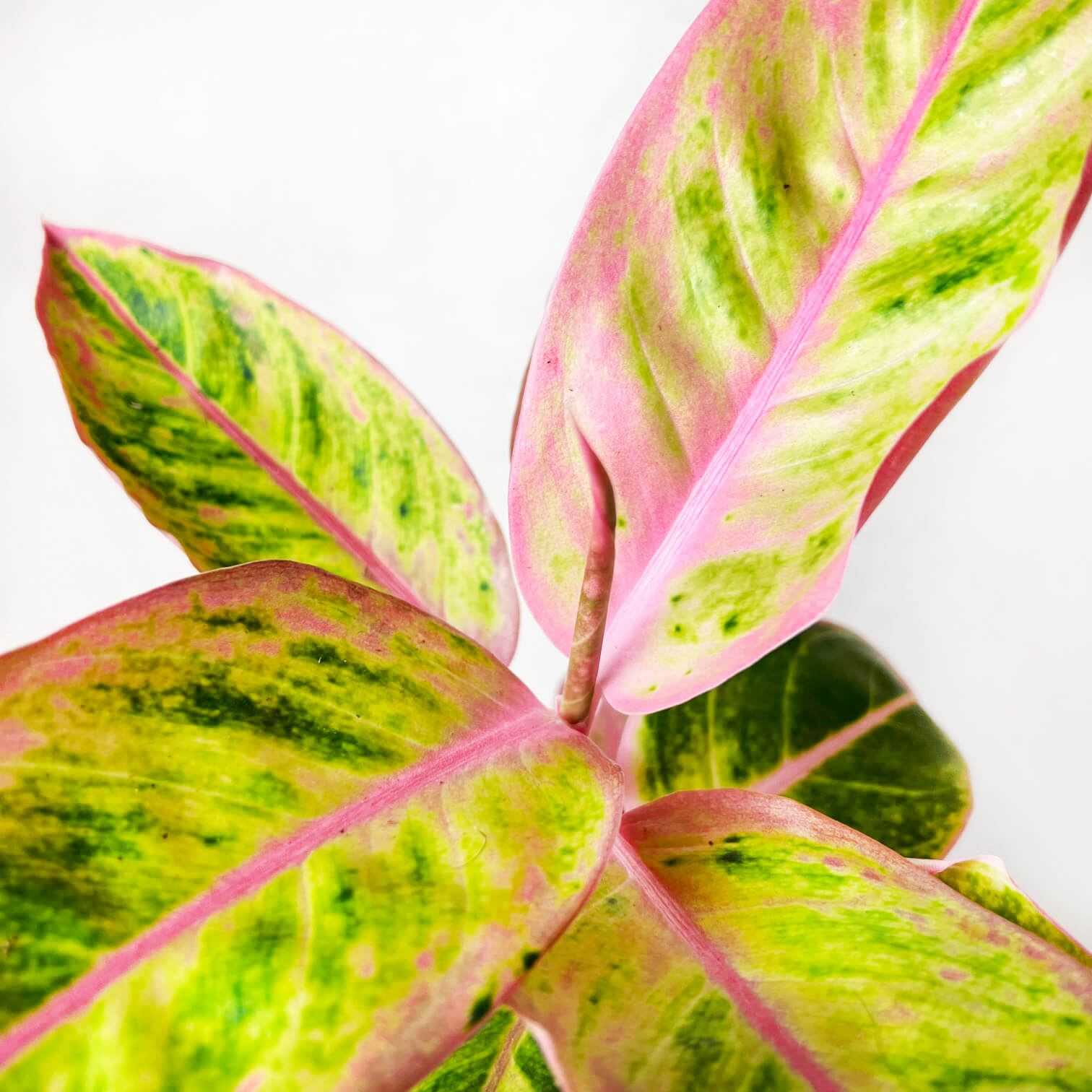 Aglaonema Salmon Fantasy