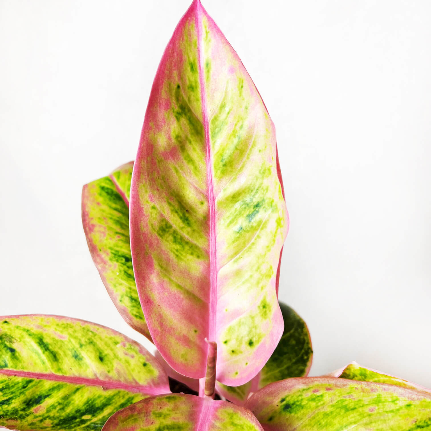 Aglaonema Salmon Fantasy