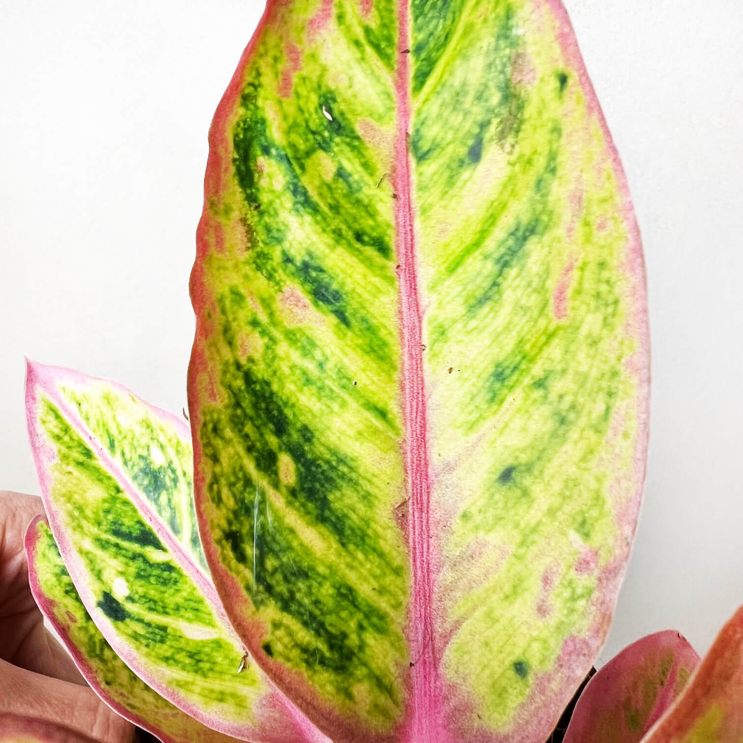 Aglaonema Salmon Fantasy