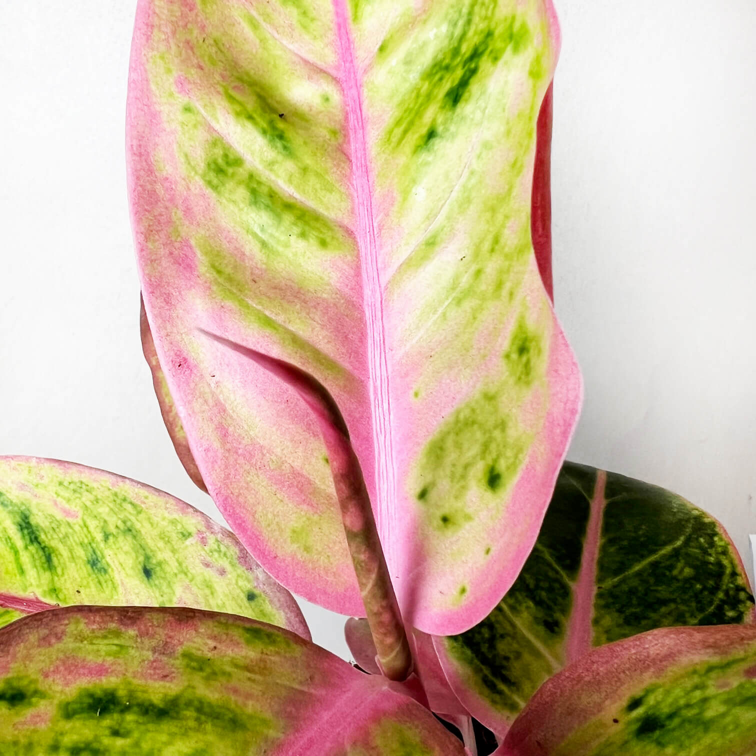 Aglaonema Salmon Fantasy