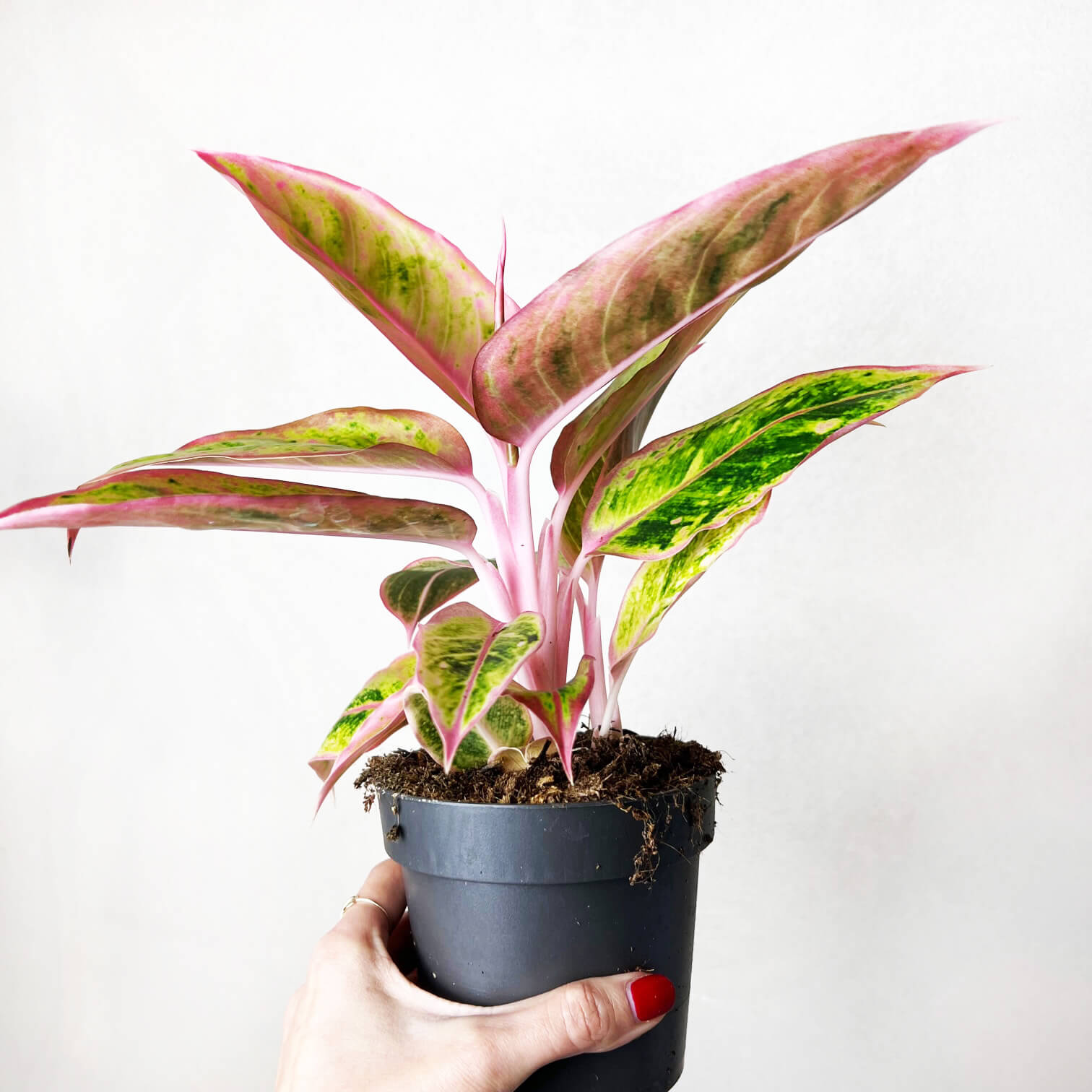 Aglaonema Salmon Fantasy