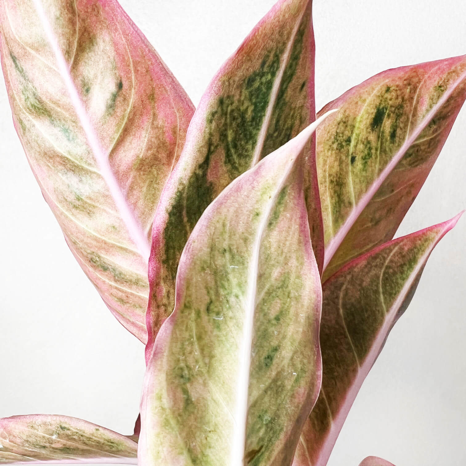 Aglaonema Salmon Fantasy