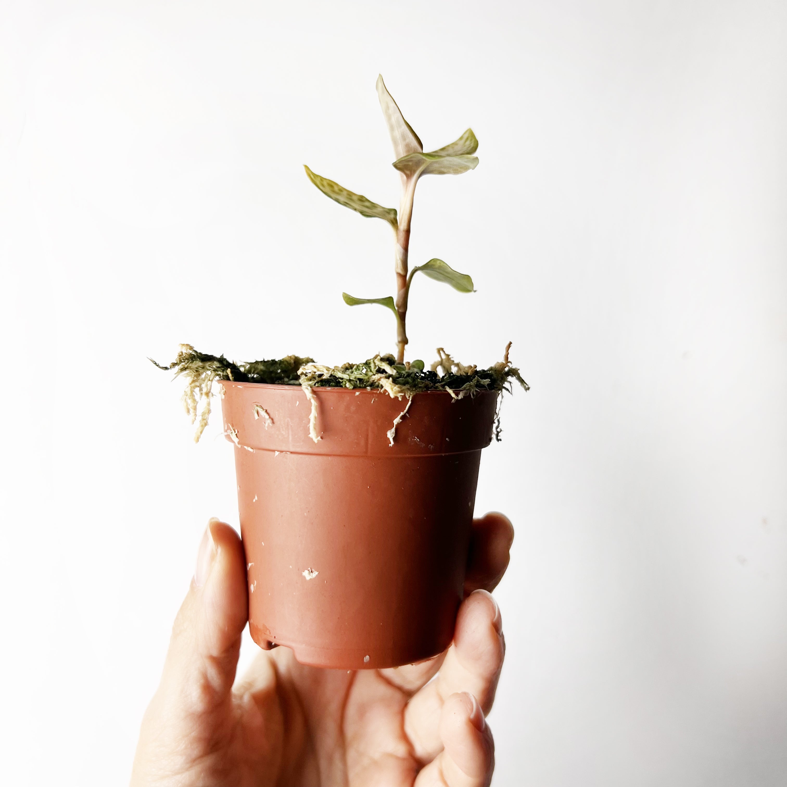 Goodyera schlechtendaliana var. 'Nishikiran Japan’