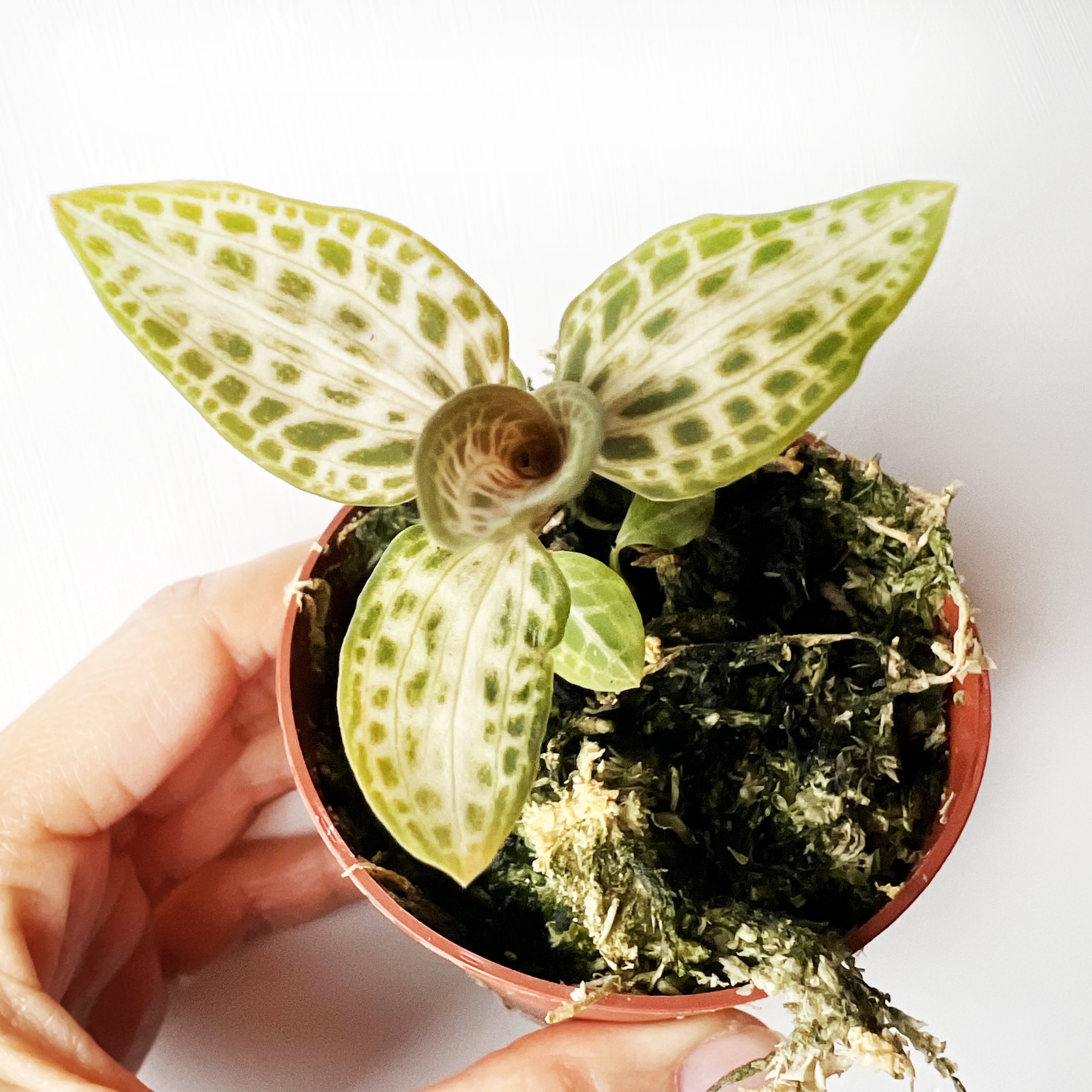 Goodyera schlechtendaliana var. 'Nishikiran Japan’